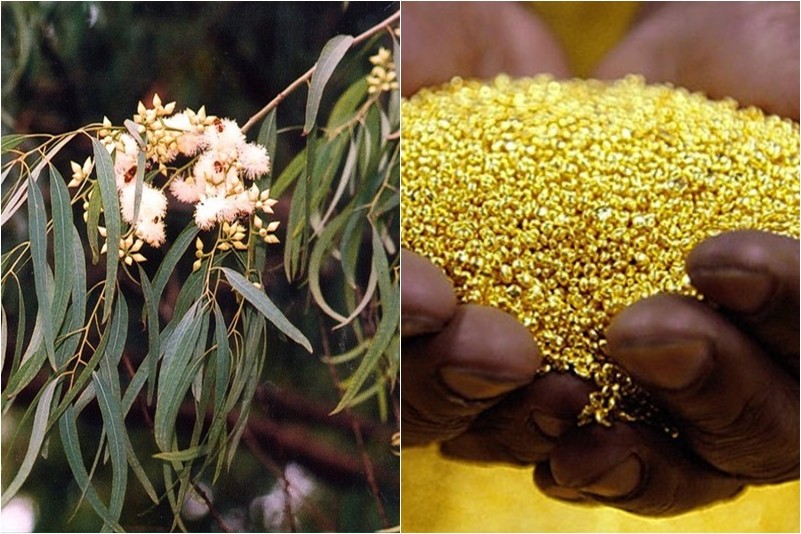 Loài cây ‘mọc’ ra vàng ngay tại Việt Nam mà không ai biết