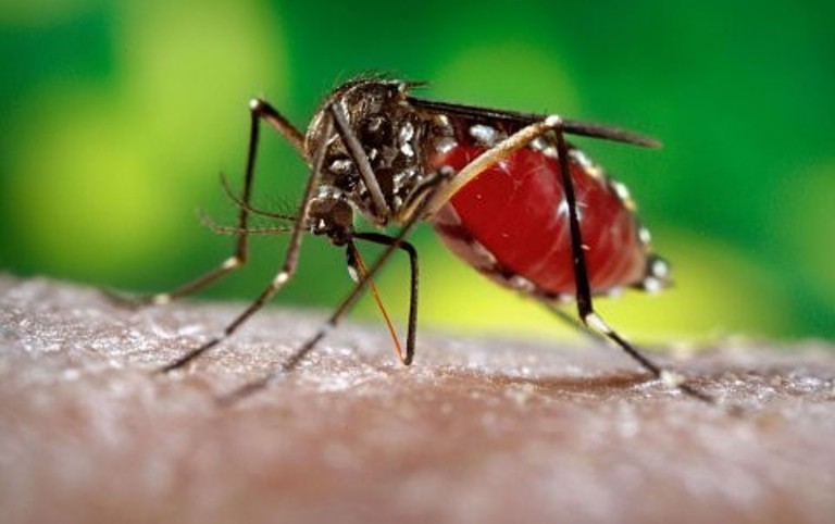 Báo động virus Zika bùng phát tại Colombia