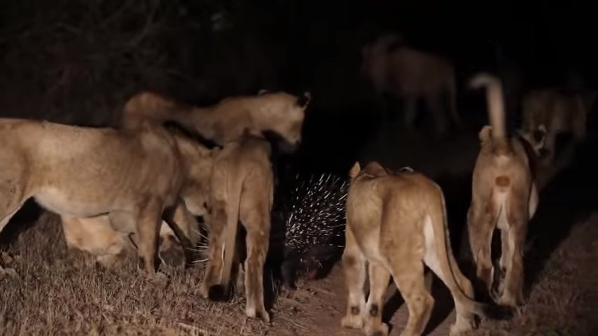 Chuyện gì xảy ra khi 17 con sư tử tấn công 1 con nhím?
