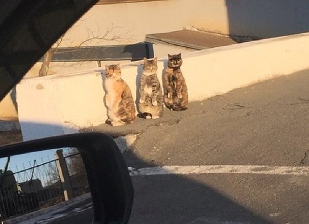 Phản ứng siêu đáng yêu của 3 chú mèo khi bị bắt quả tang