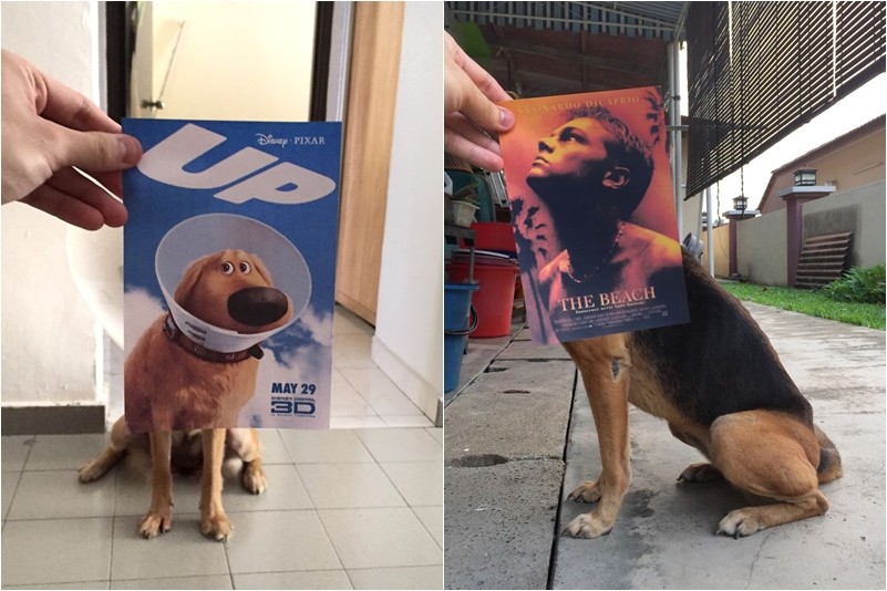 Những màn kết hợp ‘bá đạo’ giữa chó và… poster phim