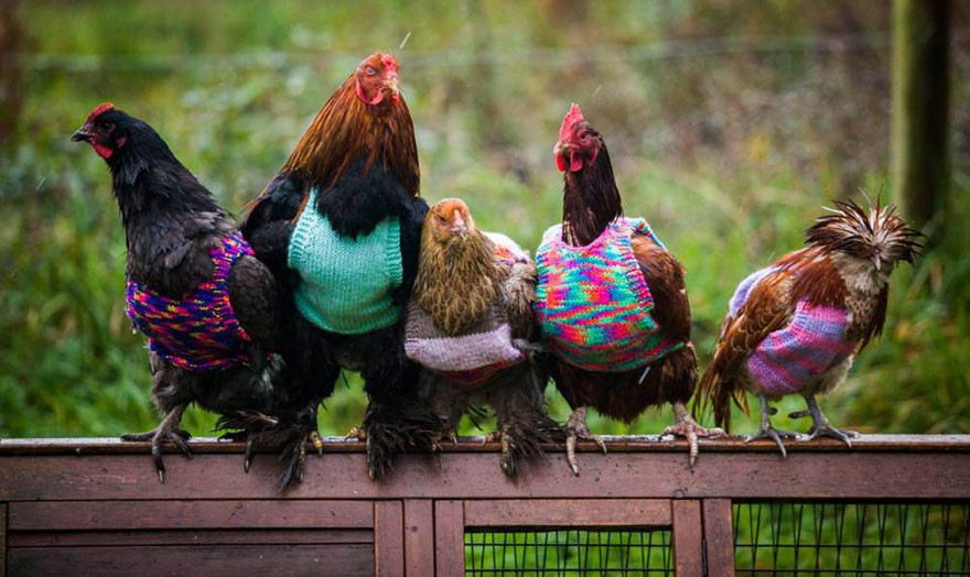 Kỳ lạ người phụ nữ đan áo len vì sợ gà lạnh