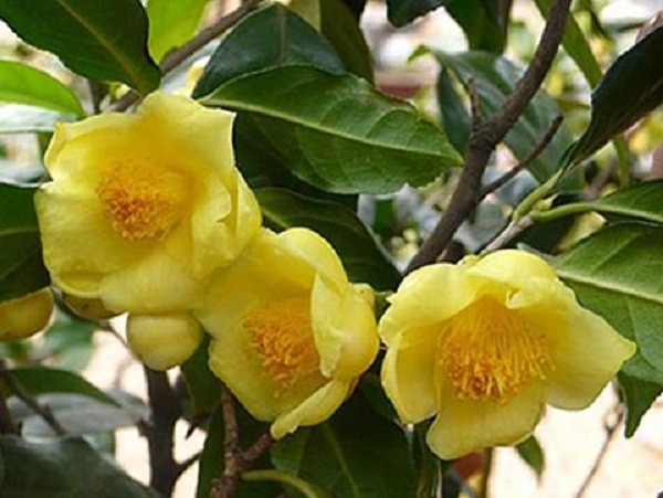 Lễ hội tôn vinh Trà hoa vàng - loài hoa quý hiếm 15 triệu/kg