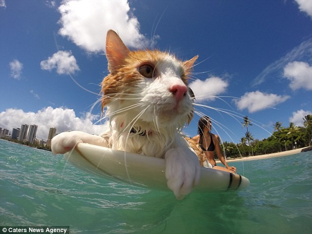 Gặp Kuli – chú mèo một mắt lướt sóng cực thuần thục tại Hawaii
