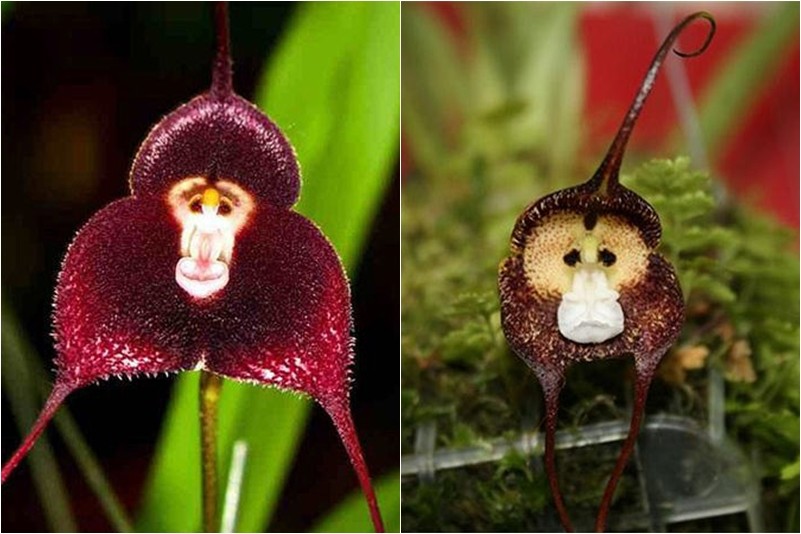 Thích thú ngắm loài hoa lan hiếm có khuôn mặt cực giống khỉ