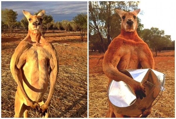 Phát sốt với 'soái ca' kangaroo thân hình 6 múi ở Úc
