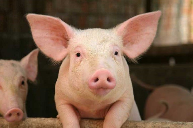 Những bất ngờ thú vị về loài lợn mà bạn chưa bao giờ biết