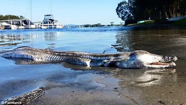 Quái thú khổng lồ giống cá sấu trôi dạt vào bờ hồ Australia