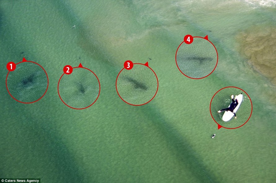 Đứng tim giây phút 5 con cá mập dàn trận ‘vây hãm’ một cô gái