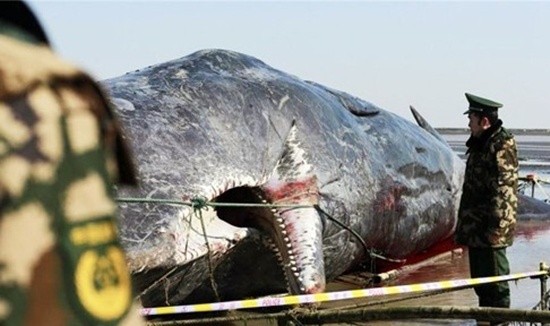 2 cá voi to như tàu ngầm dạt vào bờ biển Trung Quốc