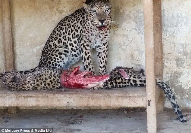 Kinh hoàng mãnh thú lao vào ăn thịt nhau ở sở thú Yemen