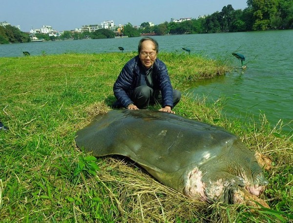 Chuyên gia quốc tế phản đối đưa rùa Đồng Mô về Hồ Gươm