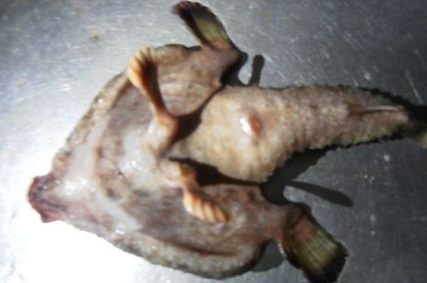 Kì lạ loài 'cá ngoài hành tinh' có chân như con người