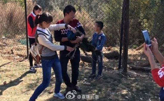 Bị du khách Trung Quốc bắt chụp hình, 2 con công sốc tới chết