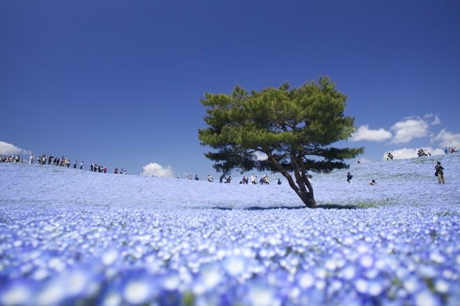 Vẻ đẹp thiên đường hoa ở công viên Hitachi Seaside Nhật Bản