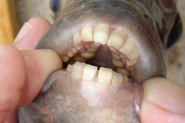 Loài cá có hàm răng ‘khủng’, chỉ thích cắn tinh hoàn đàn ông