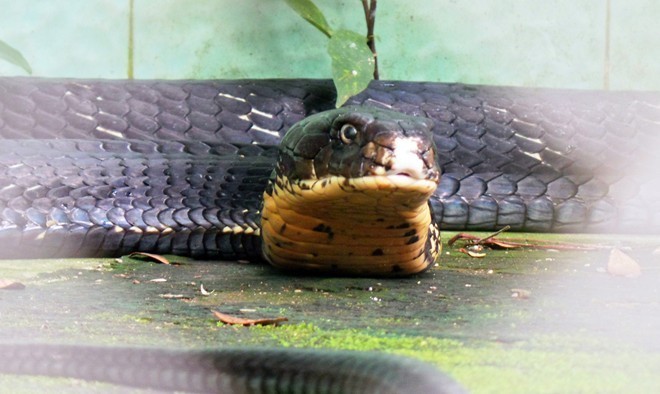 Khám phá bảo tàng rắn lớn nhất Đông Nam Á ở Tiền Giang