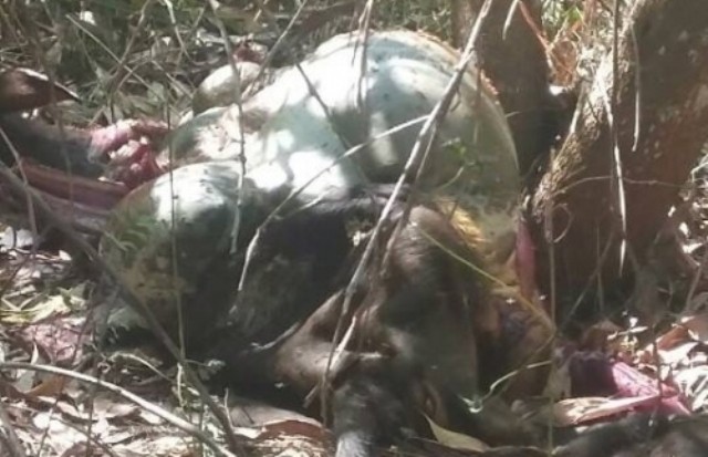 Phát hiện bò tót quý nặng 2 tạ bị xẻ thịt chết giữa rừng bảo tồn