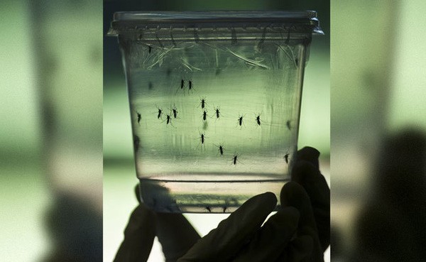 Ấn Độ bào chế vaccine chống virus Zika trước khi virus lan tràn