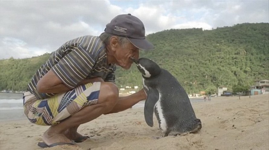 Chim cánh cụt mỗi năm vượt biển 8.000km về thăm ân nhân cứu mạng
