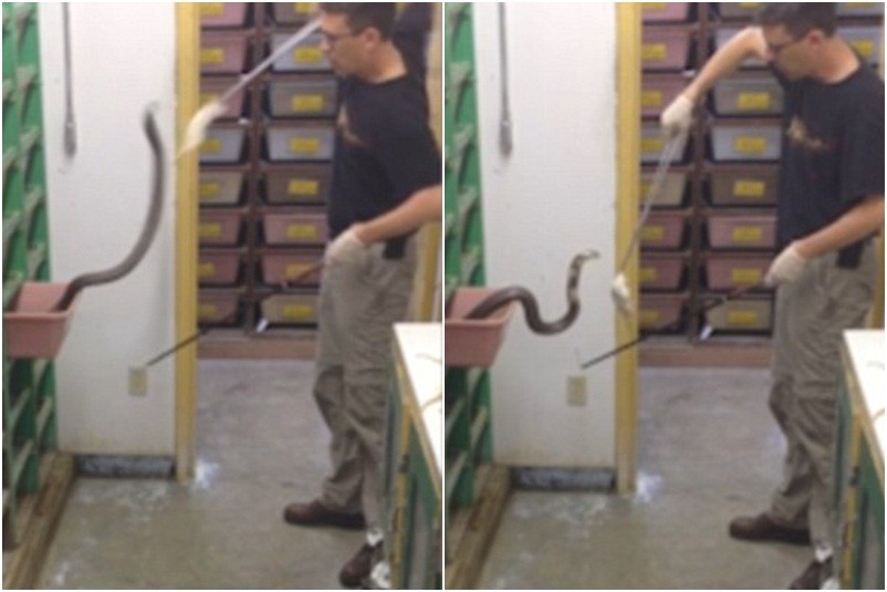 Cho rắn ăn, nghề nguy hiểm nhất thế giới? [VIDEO]