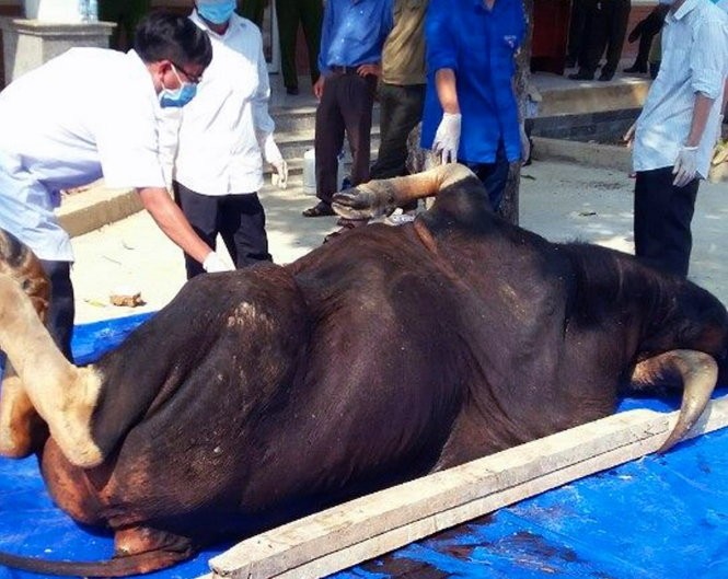 Thêm một con bò tót quý hiếm 10 năm tuổi chết ở rừng Mã Đà