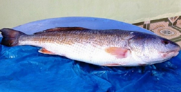 Lạ kỳ cá sủ vàng nặng 9kg trị giá cả tỷ đồng tại Bà Rịa-Vũng Tàu