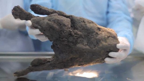 Rã đông xác ướp của chó từ 12.400 năm trước để hồi sinh