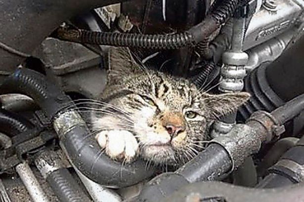 Mèo sống sót sau nhiều giờ bị hun nóng trong động cơ ô tô