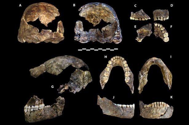 Khám phá bí ẩn về chủng người lùn qua hộp sọ 3 triệu năm