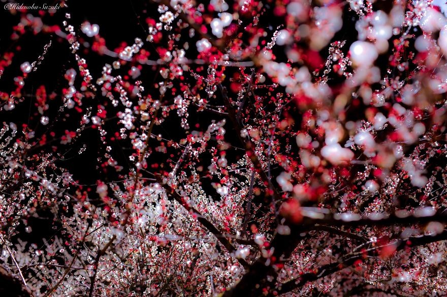 Ngắm vẻ đẹp ma mị của hoa mận Nhật Bản vào xuân