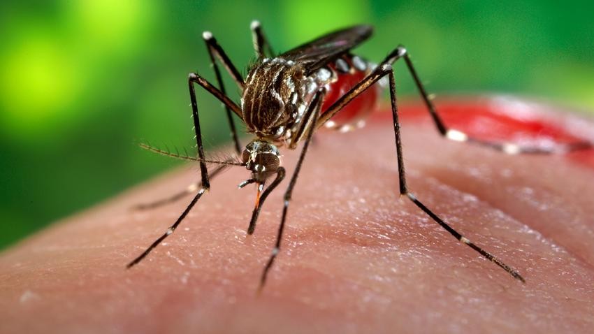 Công dân Úc nhiễm virus Zika sau khi đi khắp 4 tỉnh Việt Nam