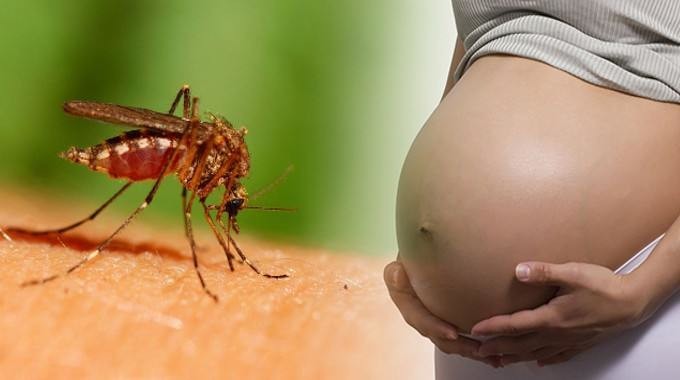 Ngoài muỗi đốt, virus Zika còn lây nhiễm qua đường nào?