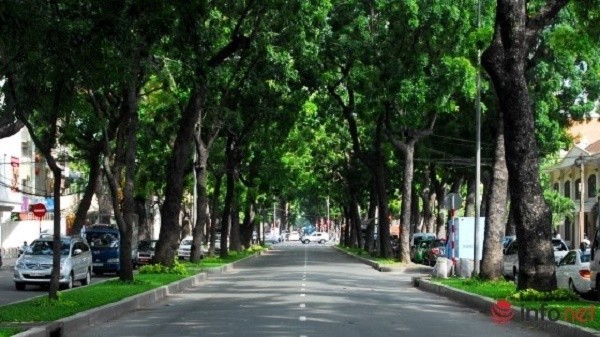 TP.HCM: Quyết định đốn hạ 300 cây xanh trên đường Tôn Đức Thắng