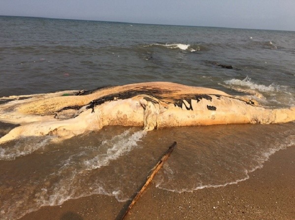 Quảng Bình: Xác cá voi nặng gần 5 tấn dạt vào bờ biển 