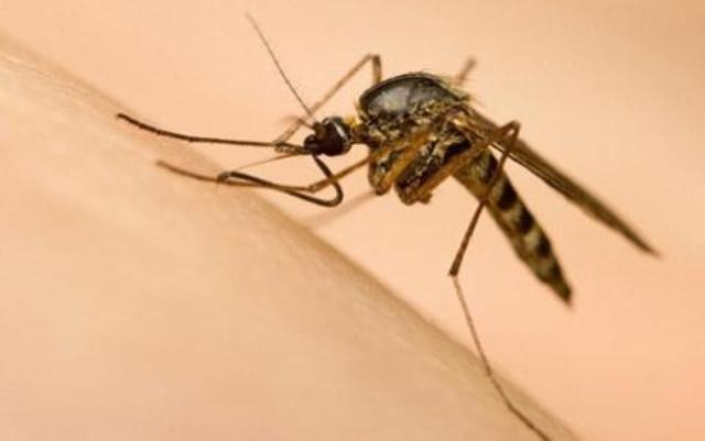 Việt Nam nuôi được muỗi phòng Zika ở Nha Trang?