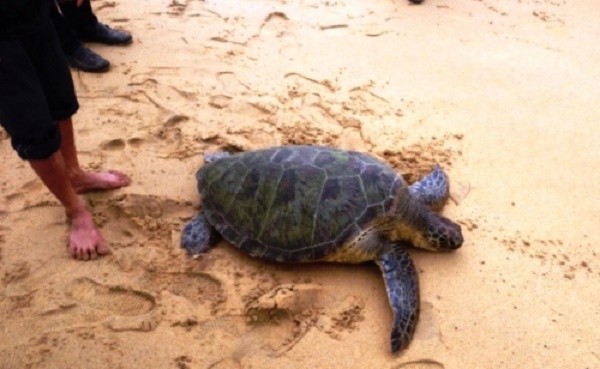 Ngư dân bắt được rùa quý nặng 45 kg ở biển Thừa Thiên Huế