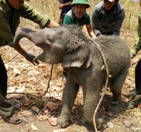 Giải cứu thành công chú voi rừng 2 tháng tuổi bị rơi xuống giếng