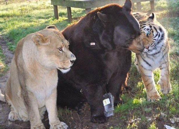 Tình bằng hữu 15 năm đáng ghen tị của hổ, sư tử và gấu