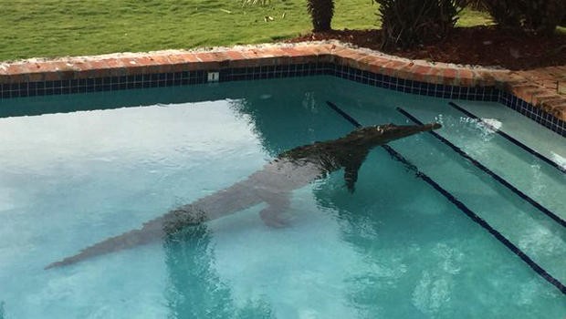 Phát hoảng vì cá sấu hơn 1 tạ nằm chình ình dưới bể bơi