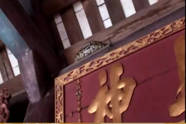 Hãi hùng nhìn con trăn 'mắc võng' trên ngôi đền ở Nam Định