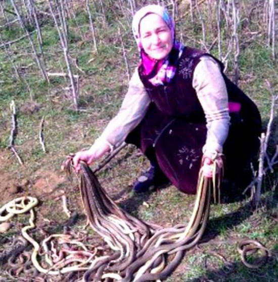 Cụ bà 60 tuổi đập chết liên tiếp 80 con rắn gây tranh cãi ở Nga