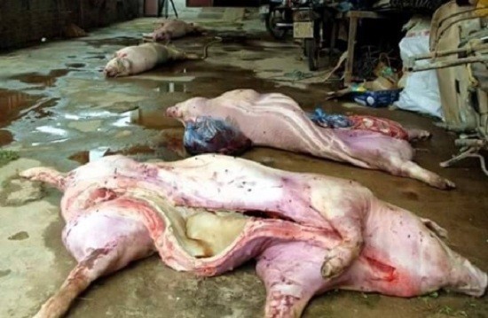 Phát hiện cơ sở nhập lợn thối từ Trung Quốc về bán tại Cao Bằng