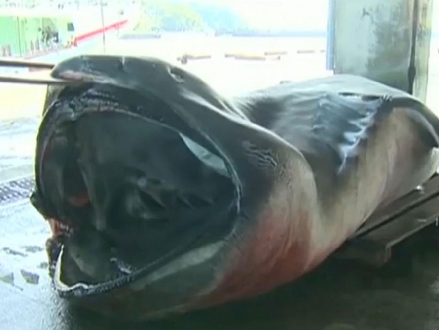 Nhật Bản bắt được cá mập ‘ngoài hành tinh’ nặng 1 tấn