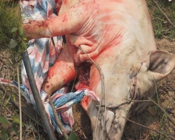 Thu giữ hơn 1 tạ lợn bị tụ huyết trùng chuẩn bị tiêu thụ 