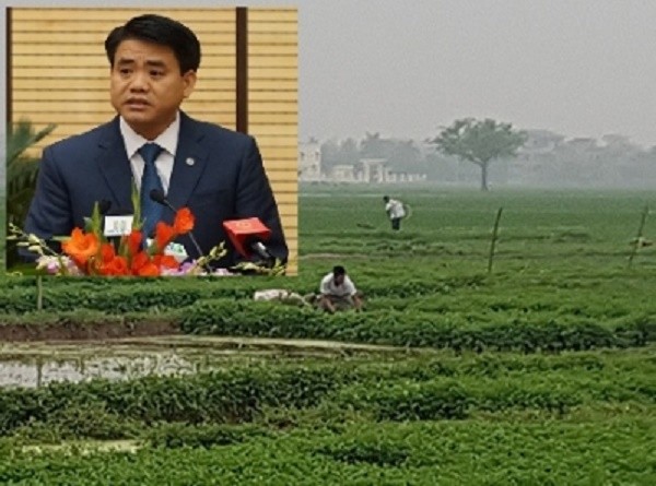 Chủ tịch Hà Nội phản hồi vụ rau ngậm chất siêu tăng trưởng