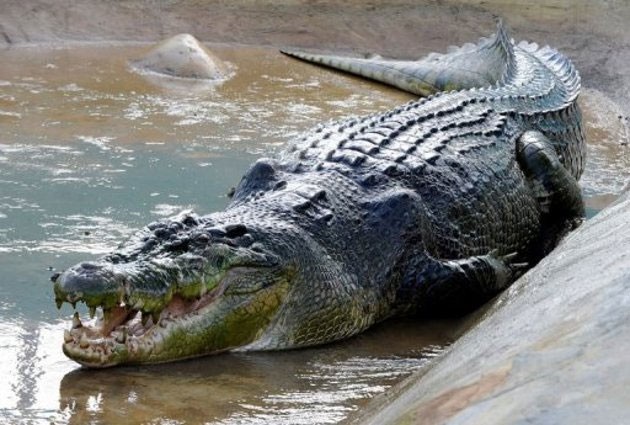 Long An: Đề xuất dùng súng tiêu diệt cá sấu trên sông Soài Rạp