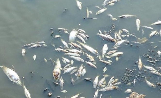 Cách thức Campuchia giải quyết vấn đề cá chết hàng loạt