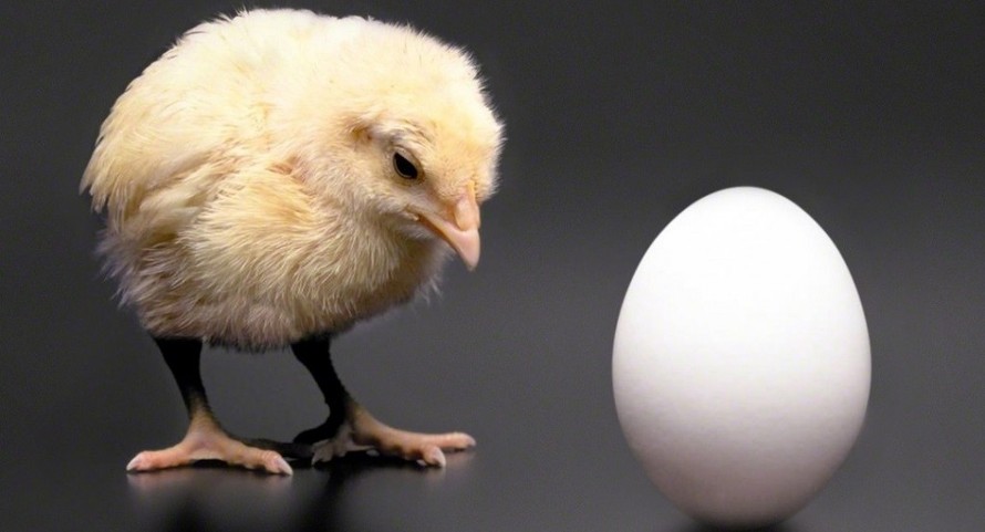 Đã tìm ra đáp án câu hỏi ‘gà có trước hay trứng có trước’