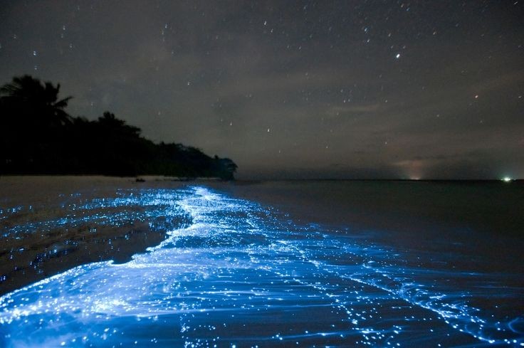 Những ánh sáng xanh huyền bí xuất hiện ở bờ biển Trung Quốc